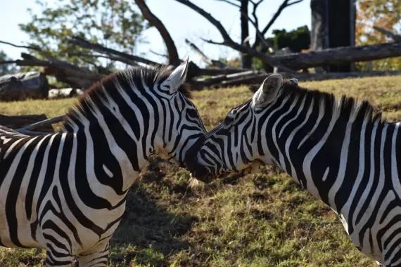 Casino Sticky Wilds Podrška